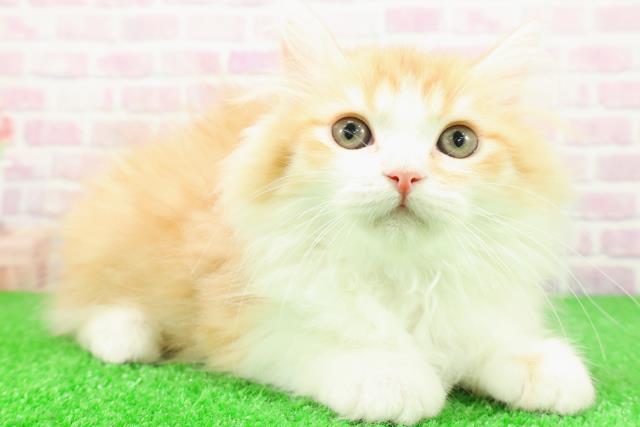 新潟県のミヌエット (Coo&RIKU新潟東店/2025年11月2日生まれ/男の子/レッドタビーホワイト)の子猫の3枚目の画像