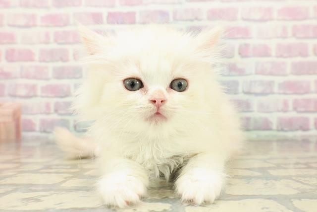 北海道のミヌエット (Coo&RIKU室蘭店/2025年11月2日生まれ/男の子/カメオタビー)の子猫の1枚目の画像