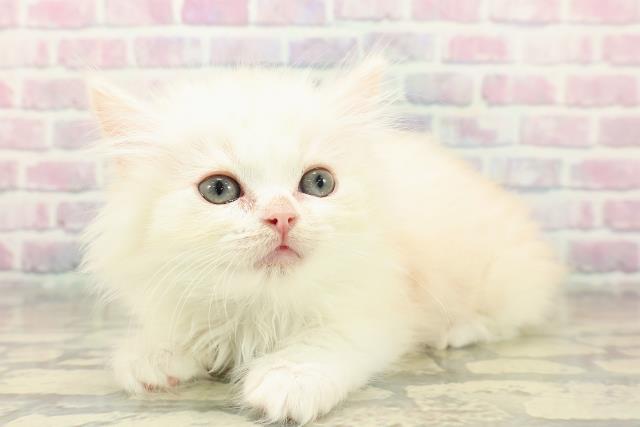 北海道のミヌエット (Coo&RIKU室蘭店/2025年11月2日生まれ/男の子/カメオタビー)の子猫の2枚目の画像