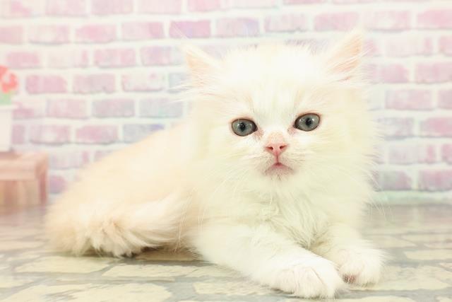 北海道のミヌエット (Coo&RIKU室蘭店/2025年11月2日生まれ/男の子/カメオタビー)の子猫の3枚目の画像