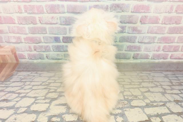 北海道のミヌエット (Coo&RIKU室蘭店/2025年11月2日生まれ/男の子/カメオタビー)の子猫の4枚目の画像