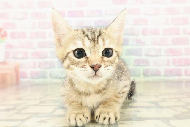 栃木県のジェネッタ (Coo&RIKU小山店/2025年10月30日生まれ/男の子/ブラウンスポットタビー)の子猫の1枚目の画像