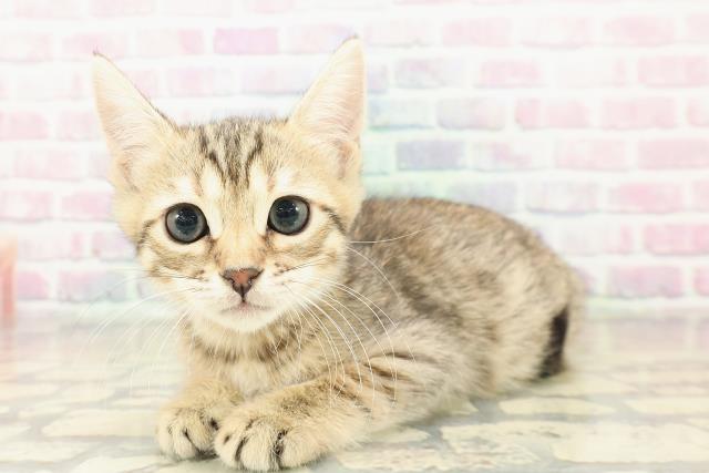 栃木県のジェネッタ (Coo&RIKU小山店/2025年10月30日生まれ/男の子/ブラウンスポットタビー)の子猫の2枚目の画像