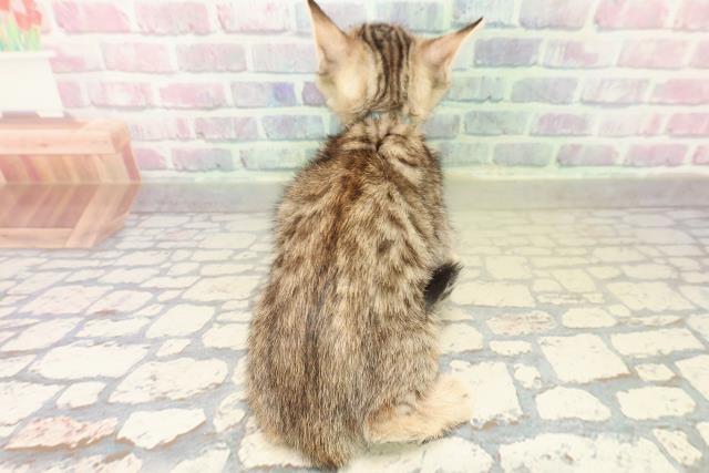 栃木県のジェネッタ (Coo&RIKU小山店/2025年10月30日生まれ/男の子/ブラウンスポットタビー)の子猫の4枚目の画像