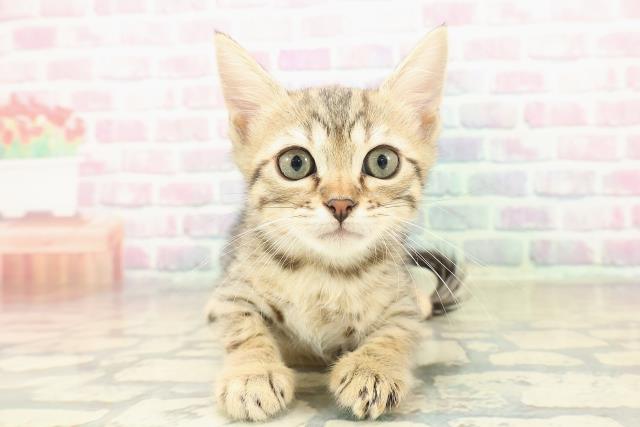 東京都のジェネッタ (Coo&RIKU八王子西店/2025年10月30日生まれ/男の子/ブラウンスポットタビー)の子猫