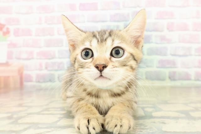 富山県のジェネッタ (Coo&RIKU富山店/2025年10月30日生まれ/男の子/ブラウンスポットタビー)の子猫の1枚目の画像