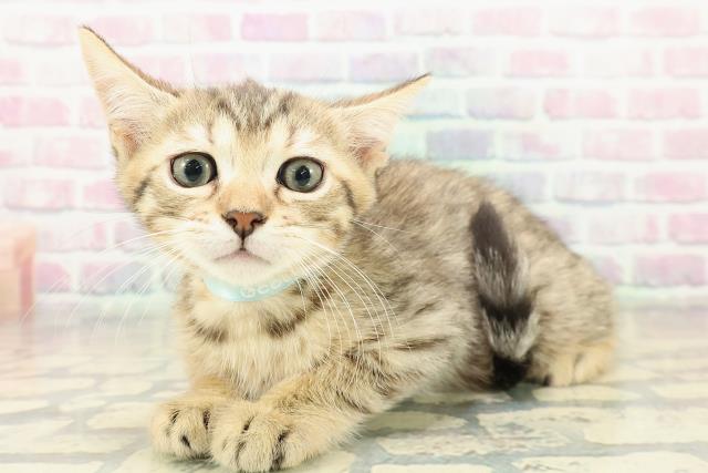 富山県のジェネッタ (Coo&RIKU富山店/2025年10月30日生まれ/男の子/ブラウンスポットタビー)の子猫の2枚目の画像