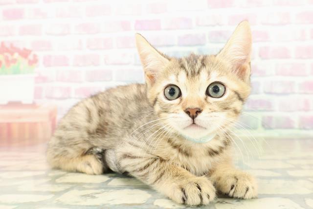 富山県のジェネッタ (Coo&RIKU富山店/2025年10月30日生まれ/男の子/ブラウンスポットタビー)の子猫の3枚目の画像