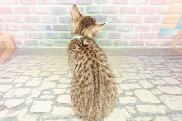 富山県のジェネッタ (Coo&RIKU富山店/2025年10月30日生まれ/男の子/ブラウンスポットタビー)の子猫の4枚目の画像