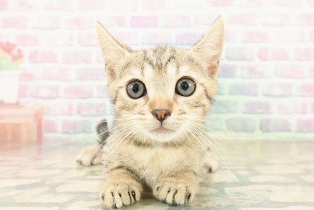 北海道のジェネッタ (Coo&RIKU札幌東店/2025年10月30日生まれ/男の子/ブラウンスポットタビー)の子猫の1枚目の画像