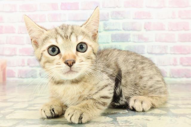 北海道のジェネッタ (Coo&RIKU札幌東店/2025年10月30日生まれ/男の子/ブラウンスポットタビー)の子猫の2枚目の画像