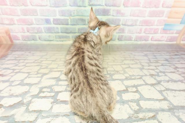 北海道のジェネッタ (Coo&RIKU札幌東店/2025年10月30日生まれ/男の子/ブラウンスポットタビー)の子猫の4枚目の画像