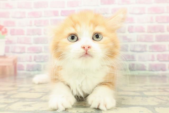 北海道のスコティッシュフォールド (Coo&RIKU札幌西店/2025年10月31日生まれ/男の子/レッドタビーホワイト)の子猫の1枚目の画像