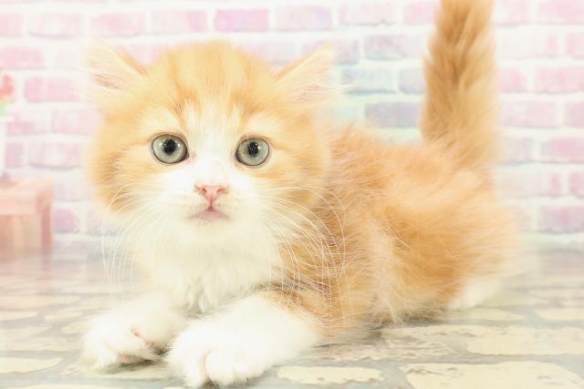 北海道のスコティッシュフォールド (Coo&RIKU札幌西店/2025年10月31日生まれ/男の子/レッドタビーホワイト)の子猫の2枚目の画像