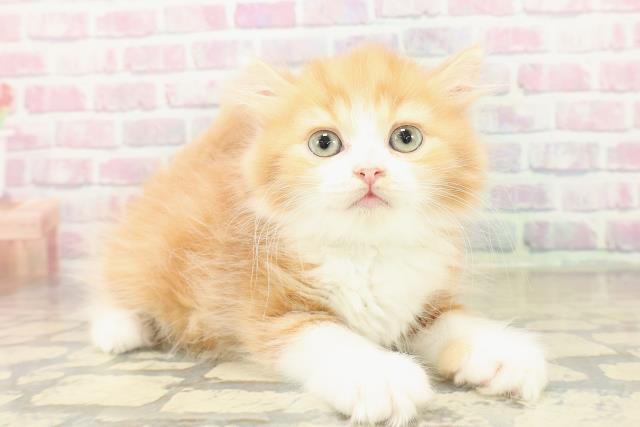 北海道のスコティッシュフォールド (Coo&RIKU札幌西店/2025年10月31日生まれ/男の子/レッドタビーホワイト)の子猫の3枚目の画像