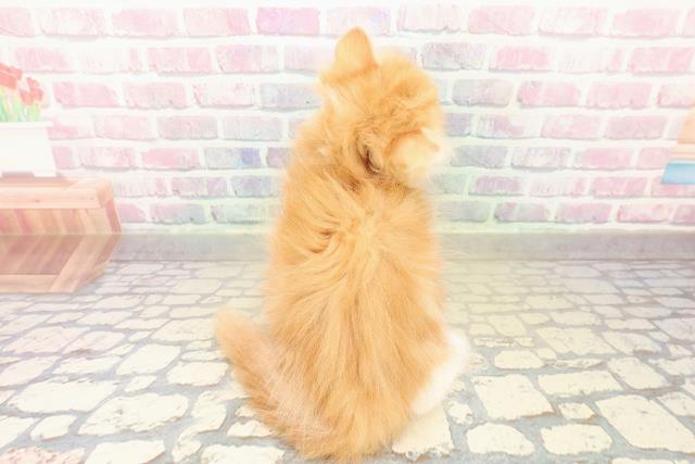 北海道のスコティッシュフォールド (Coo&RIKU札幌西店/2025年10月31日生まれ/男の子/レッドタビーホワイト)の子猫の4枚目の画像