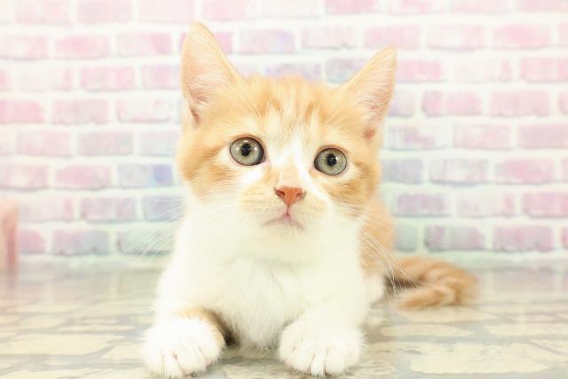 北海道のスコティッシュフォールド (Coo&RIKU札幌東店/2025年11月1日生まれ/男の子/レッドタビーホワイト)の子猫の1枚目の画像