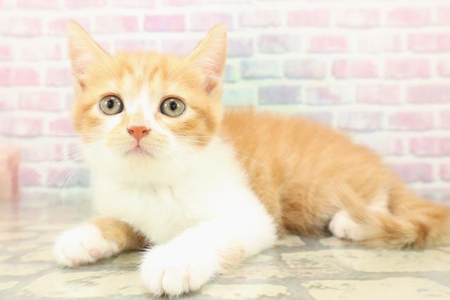 北海道のスコティッシュフォールド (Coo&RIKU札幌東店/2025年11月1日生まれ/男の子/レッドタビーホワイト)の子猫の2枚目の画像