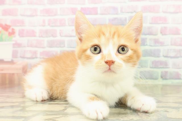 北海道のスコティッシュフォールド (Coo&RIKU札幌東店/2025年11月1日生まれ/男の子/レッドタビーホワイト)の子猫の3枚目の画像