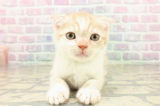 茨城県のスコティッシュフォールド (Coo&RIKU筑西店/2025年11月1日生まれ/男の子/レッドタビーホワイト)の子猫の1枚目の画像