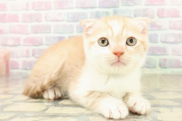 茨城県のスコティッシュフォールド (Coo&RIKU筑西店/2025年11月1日生まれ/男の子/レッドタビーホワイト)の子猫の3枚目の画像