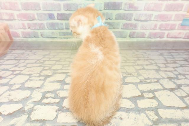 茨城県のスコティッシュフォールド (Coo&RIKU筑西店/2025年11月1日生まれ/男の子/レッドタビーホワイト)の子猫の4枚目の画像