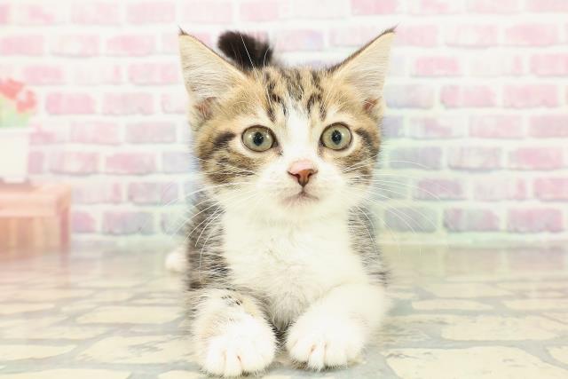 新潟県のスコティッシュフォールド (Coo&RIKU長岡店/2025年10月2日生まれ/男の子/ブラウンタビーホワイト)の子猫の1枚目の画像