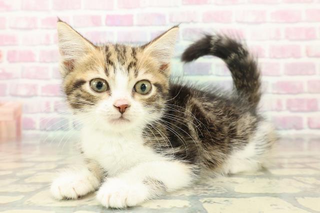 新潟県のスコティッシュフォールド (Coo&RIKU長岡店/2025年10月2日生まれ/男の子/ブラウンタビーホワイト)の子猫の2枚目の画像