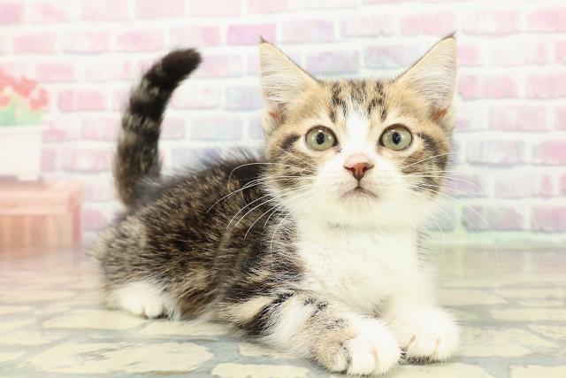 新潟県のスコティッシュフォールド (Coo&RIKU長岡店/2025年10月2日生まれ/男の子/ブラウンタビーホワイト)の子猫の3枚目の画像