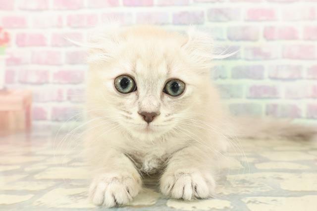 群馬県のアメリカンカール (Coo&RIKU高崎店/2025年10月11日生まれ/女の子/ブルーシルバータビー)の子猫の1枚目の画像