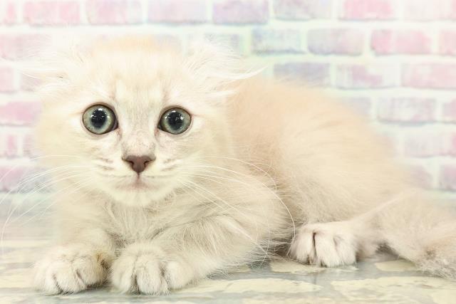 群馬県のアメリカンカール (Coo&RIKU高崎店/2025年10月11日生まれ/女の子/ブルーシルバータビー)の子猫の2枚目の画像