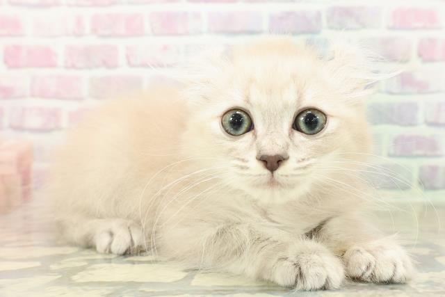 群馬県のアメリカンカール (Coo&RIKU高崎店/2025年10月11日生まれ/女の子/ブルーシルバータビー)の子猫の3枚目の画像