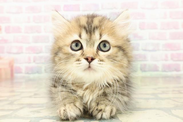 神奈川県のミヌエット (Coo&RIKU横浜青葉店/2025年10月20日生まれ/女の子/ブラウンパッチドタビー)の子猫