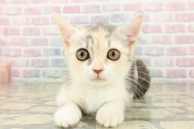 福井県のブリティッシュショートヘアー (Coo&RIKU福井店/2025年10月20日生まれ/女の子/ダイリュートキャリコ)の子猫