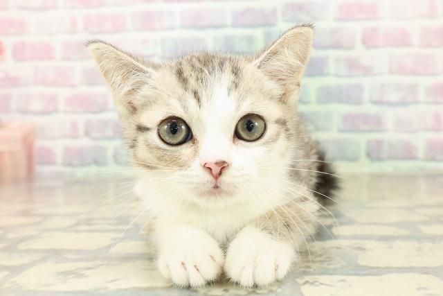 新潟県のスコティッシュフォールド (Coo&RIKUイオンモール新発田店/2025年10月21日生まれ/男の子/ブラウンタビーホワイト)の子猫の1枚目の画像