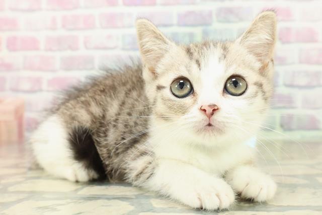 新潟県のスコティッシュフォールド (Coo&RIKUイオンモール新発田店/2025年10月21日生まれ/男の子/ブラウンタビーホワイト)の子猫の3枚目の画像