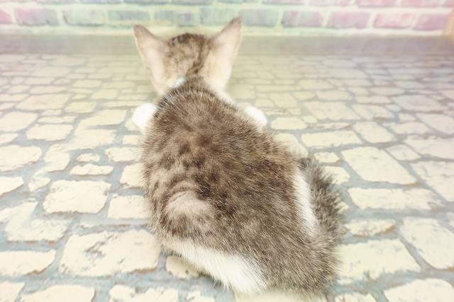 新潟県のスコティッシュフォールド (Coo&RIKUイオンモール新発田店/2025年10月21日生まれ/男の子/ブラウンタビーホワイト)の子猫の4枚目の画像