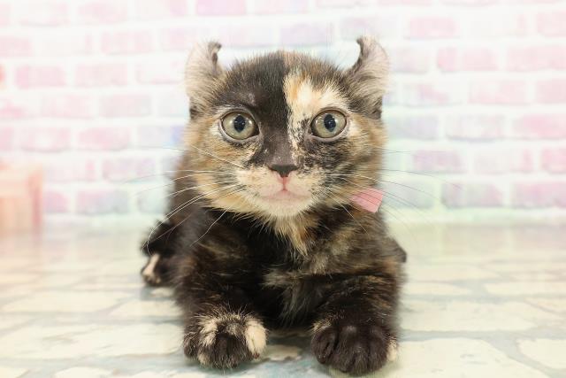 長野県のアメリカンカール (Coo&RIKU松本店/2025年10月27日生まれ/女の子/トーティー)の子猫の1枚目の画像