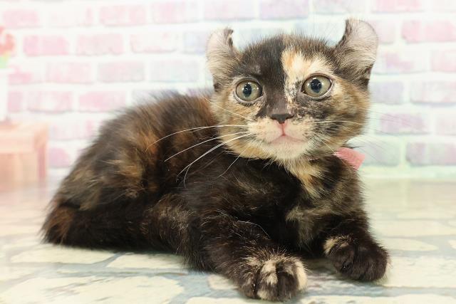 長野県のアメリカンカール (Coo&RIKU松本店/2025年10月27日生まれ/女の子/トーティー)の子猫の3枚目の画像