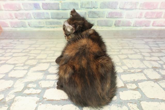 長野県のアメリカンカール (Coo&RIKU松本店/2025年10月27日生まれ/女の子/トーティー)の子猫の4枚目の画像