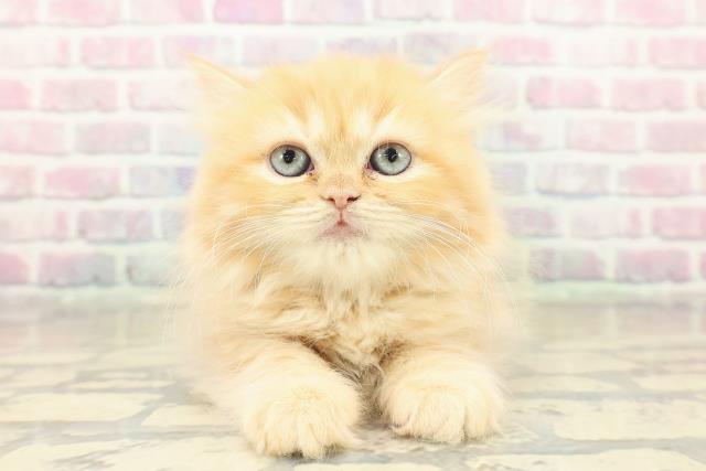 栃木県のラガマフィン (Coo&RIKU宇都宮店/2025年10月27日生まれ/女の子/レッドタビー)の子猫の1枚目の画像