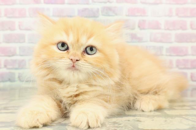 栃木県のラガマフィン (Coo&RIKU宇都宮店/2025年10月27日生まれ/女の子/レッドタビー)の子猫の2枚目の画像