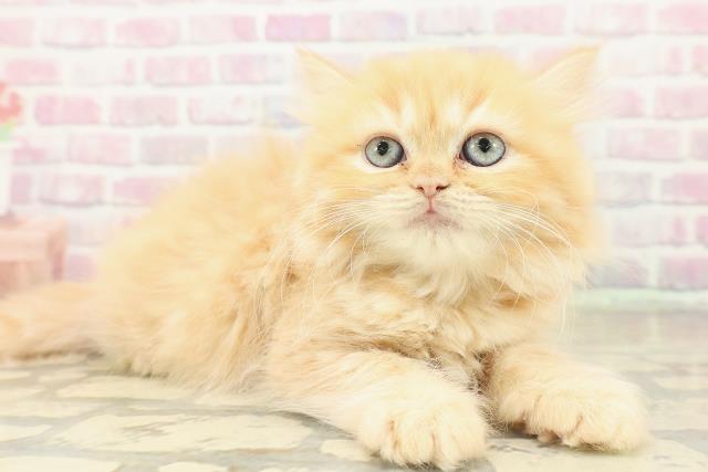 栃木県のラガマフィン (Coo&RIKU宇都宮店/2025年10月27日生まれ/女の子/レッドタビー)の子猫の3枚目の画像