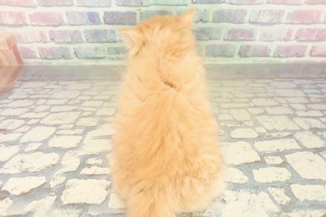 栃木県のラガマフィン (Coo&RIKU宇都宮店/2025年10月27日生まれ/女の子/レッドタビー)の子猫の4枚目の画像