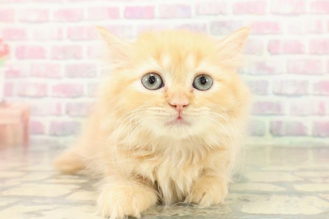 東京都のラガマフィン (Coo&RIKU練馬店/2025年10月27日生まれ/女の子/レッドタビー)の子猫の1枚目の画像