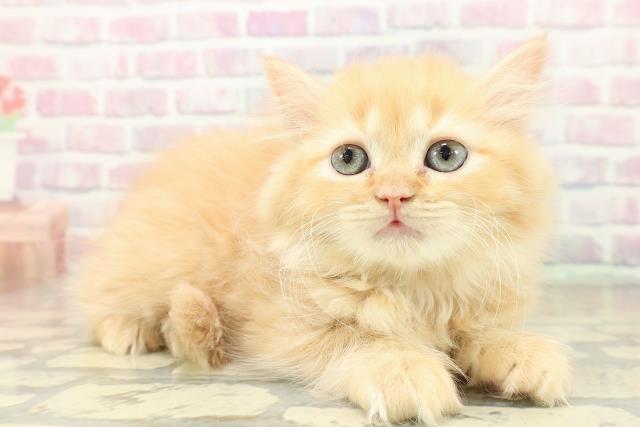 東京都のラガマフィン (Coo&RIKU練馬店/2025年10月27日生まれ/女の子/レッドタビー)の子猫の3枚目の画像