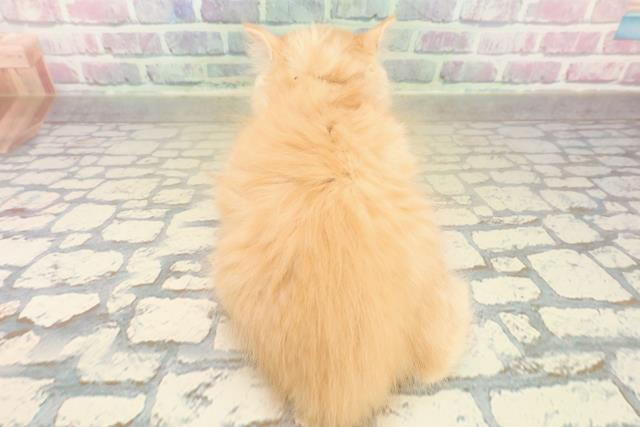 東京都のラガマフィン (Coo&RIKU練馬店/2025年10月27日生まれ/女の子/レッドタビー)の子猫の4枚目の画像