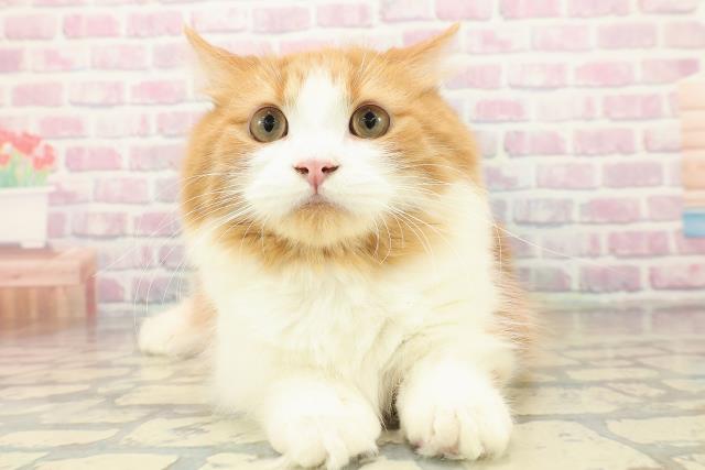 神奈川県のミヌエット (Coo&RIKU長津田店/2025年6月6日生まれ/男の子/レッドタビーホワイト)の子猫の1枚目の画像