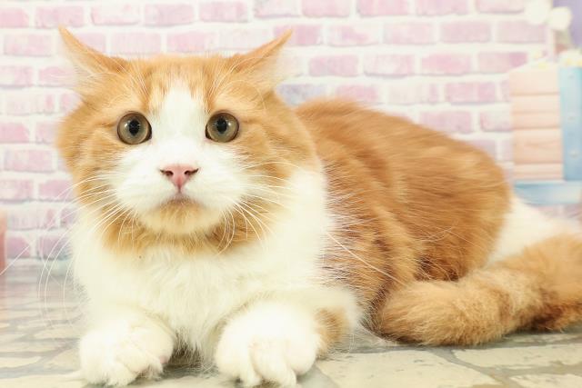 神奈川県のミヌエット (Coo&RIKU長津田店/2025年6月6日生まれ/男の子/レッドタビーホワイト)の子猫の2枚目の画像