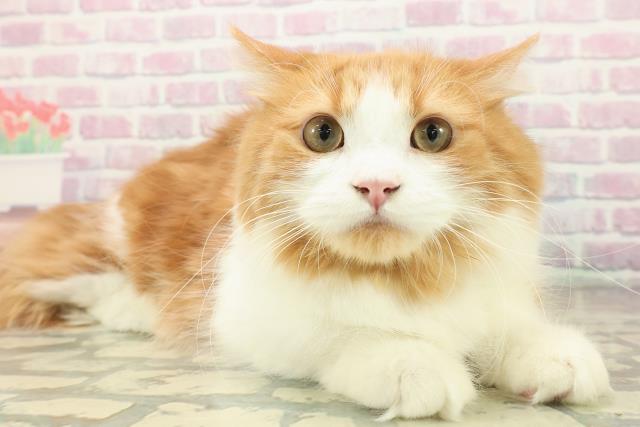 神奈川県のミヌエット (Coo&RIKU長津田店/2025年6月6日生まれ/男の子/レッドタビーホワイト)の子猫の3枚目の画像